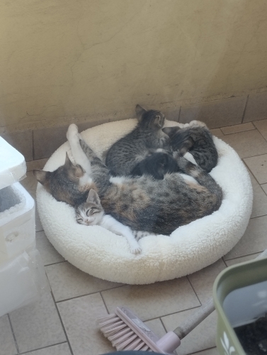 4 OYUNCU YAVRUMUZA YUVA ARIYORUZ! fotoğraf