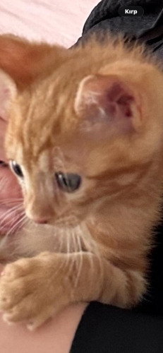 İTALTAN ÇOCUK LAZANYA fotoğraf
