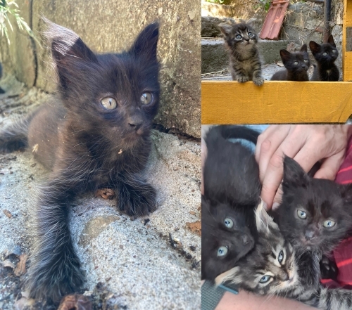Oyuncu, cana yakın yavru yuva arıyor fotoğraf