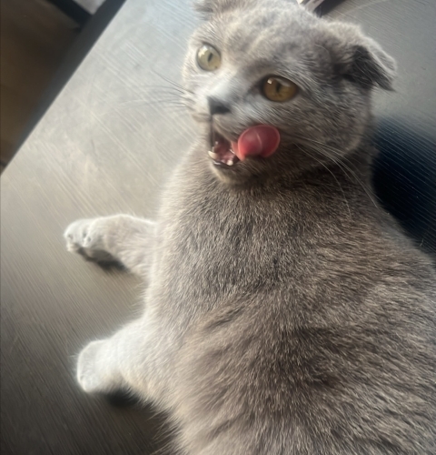 ÖMÜRLÜK YUVA ARIYORUZ fotoğraf