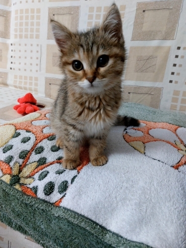 KARAMELA YUVA ARIYOR fotoğraf