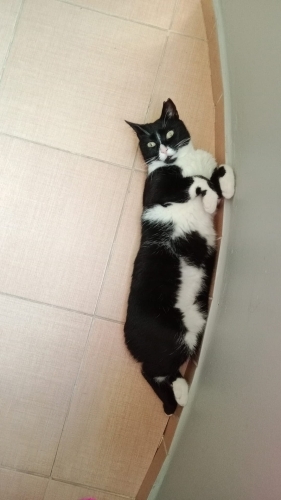 SEVGİ DOLU KIZA ACİL YUVA fotoğraf