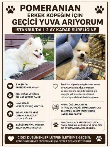 Beyaz renk pomeranian cinsi köpeğim için geçici yuva arıyorum fotoğraf