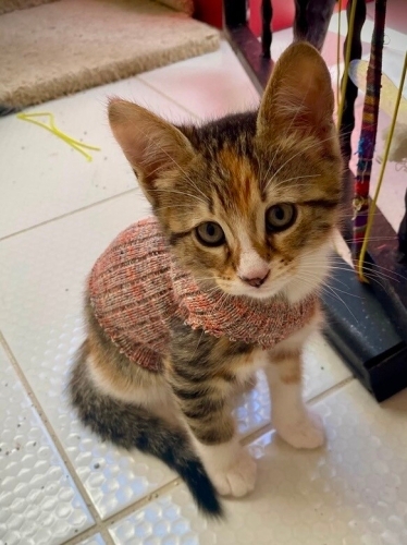 ŞANS KEDİSİNE YUVA ACİL fotoğraf