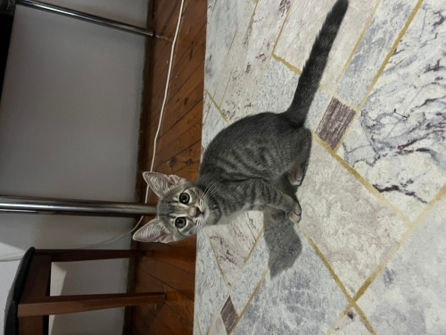 3 aylık kedi yuvasını arıyor fotoğraf