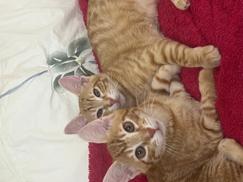 2 ERKEK 1 DIŞI SARMAN KEDİCİKLER 😊 fotoğraf