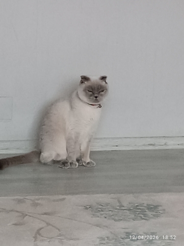 Karaca yeni yuva ariyoruz fotoğraf