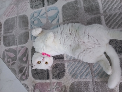 asil ve uysal dişi scottish fold fotoğraf