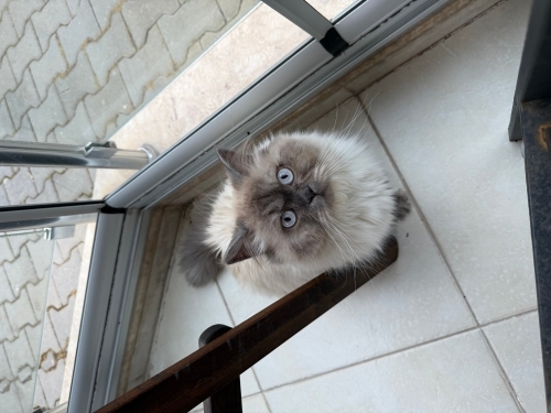 Dünyanın En Güzel Kızı fotoğraf