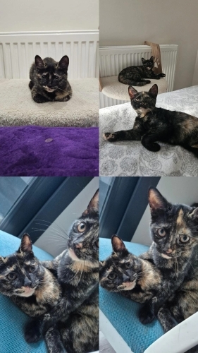acil yuva arayan ikizler fotoğraf