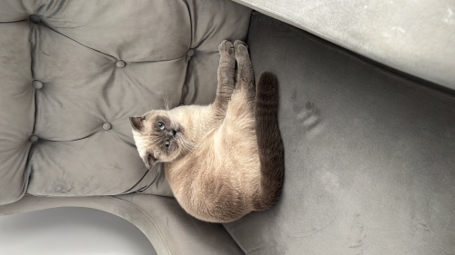 scottish fold cinsi dişi fotoğraf