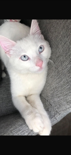 Oyuncu Beyaz Fiko yuva arıyor fotoğraf