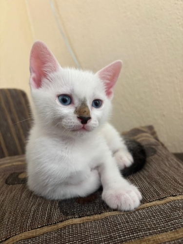 Minik, sevgi dolu bir yuva arıyor. fotoğraf