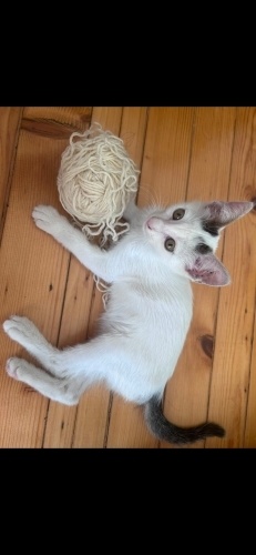 MERLİN'E YUVA ARIYORUZ! fotoğraf