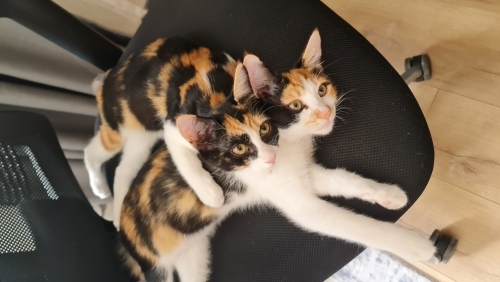 İki Sevgi Dolu Calico Prensesimize Yürek Isıtan Bir Yuva Arıyoruz fotoğraf