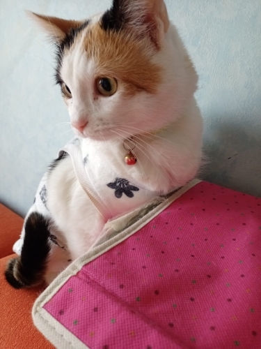 Calico Kedi Acil Yuva fotoğraf