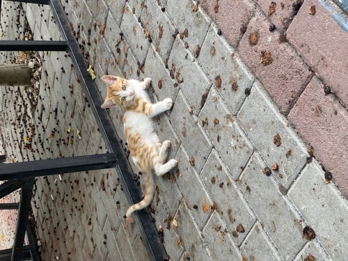 Tüm kardeşleri sahiplenildi fotoğraf