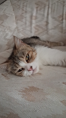 Çıtır Kızımıza Ömürlük Yuvasını Arıyoruz fotoğraf