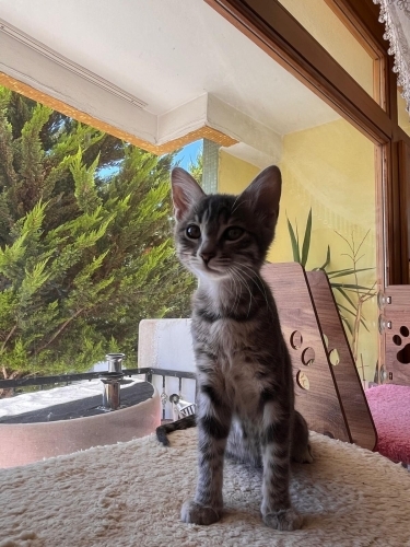 Gri bebek yeni ailesini arıyor fotoğraf