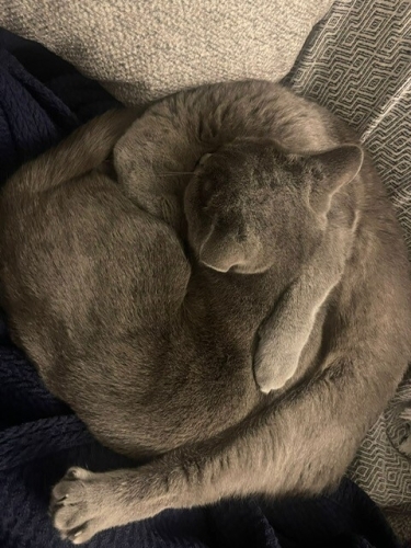 2 kardeş dişi british shorthair fotoğraf