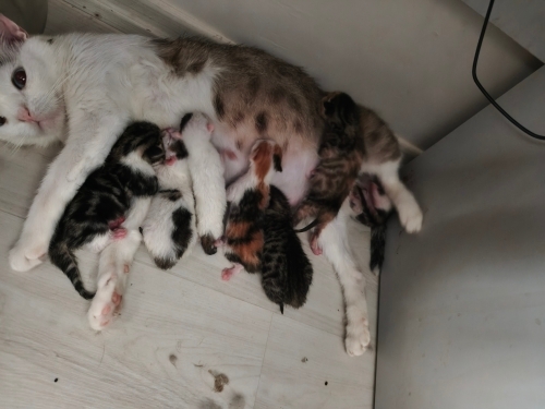 Yeni Doğan 7 yavru, istediğinizi sahiplenebilirsiniz. fotoğraf