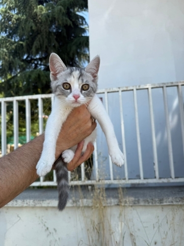Acil acil acil acil sokakta yapamaz fotoğraf