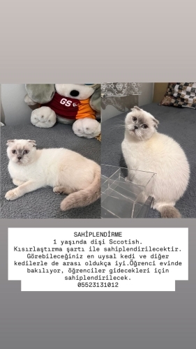 Moli yuva arıyor fotoğraf