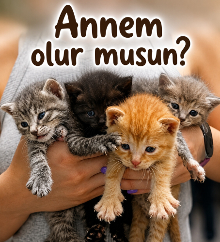 Annem olur musun? fotoğraf