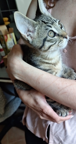 Sevimli oyuncu bebek fotoğraf
