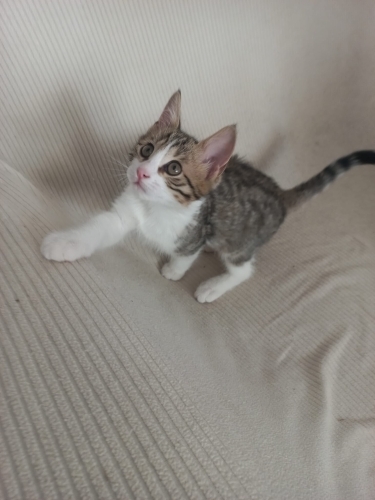 Çok sevecen çocuk fotoğraf