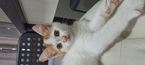 Boncuk gozlu kral ömürlük yuvasını arıyor fotoğraf