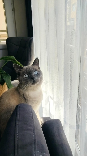 Erkek,Sakin Ev Kedisi fotoğraf
