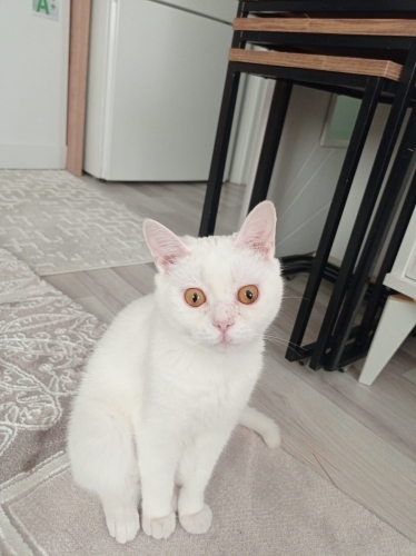 6 Aylık Hanım Hanımcık bir dişi fotoğraf