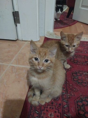 Sarman ve Calico kardeşlere acil geçici kalıcı yuva fotoğraf