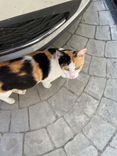 Dünyanın en sakin ve uysal kedisi fotoğraf