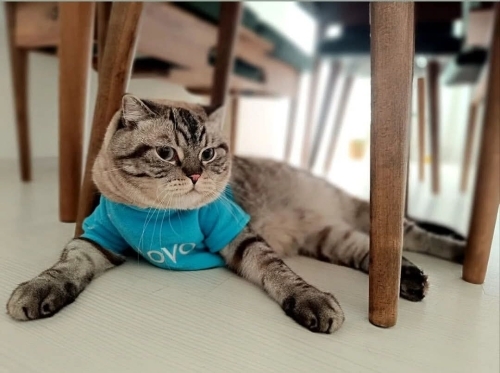 Oyun oynamayı seven fotoğraf