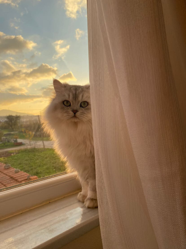 Eros ailesini arıyor. fotoğraf