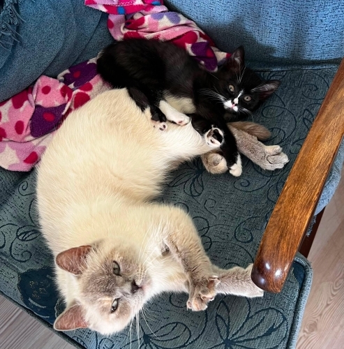 Yavru kedi ücretsiz sahiplendirme fotoğraf