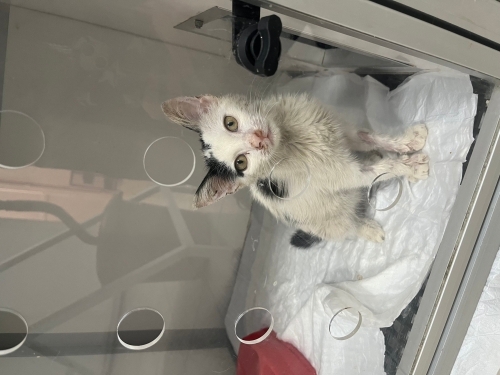 Sevecen uysal yavru kedi fotoğraf