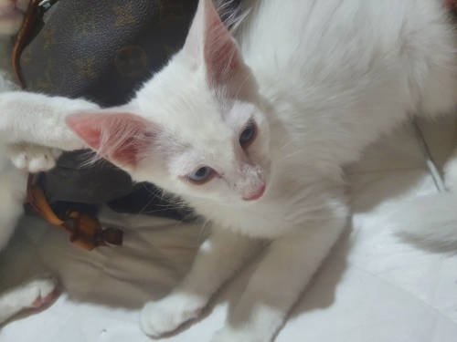 2.5 AYLIK ORJİNAL VAN KEDİSİ..!! fotoğraf