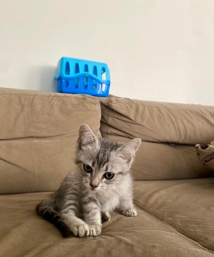 YAVRU KEDİ ACİL. fotoğraf