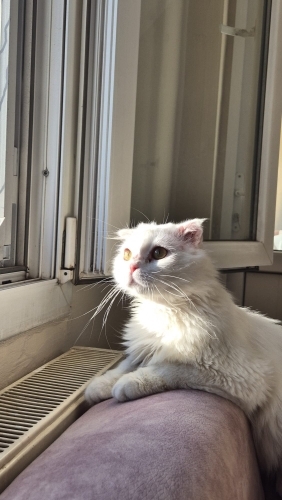 ÇOK ACİL YUVA ARIYORUZ fotoğraf