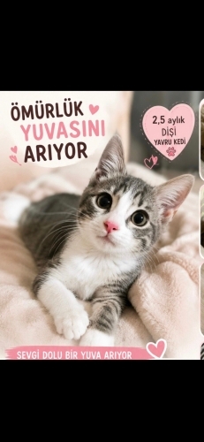 Ücretsiz sahiplenme fotoğraf