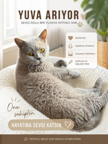 🐾 BATKA’YA ÖMÜRLÜK YUVA ARIYORUZ 🏡💛 fotoğraf
