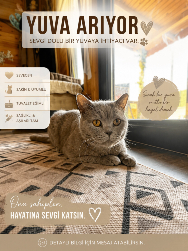 🐾 BATKA’YA ÖMÜRLÜK YUVA ARIYORUZ 🏡💛 fotoğraf