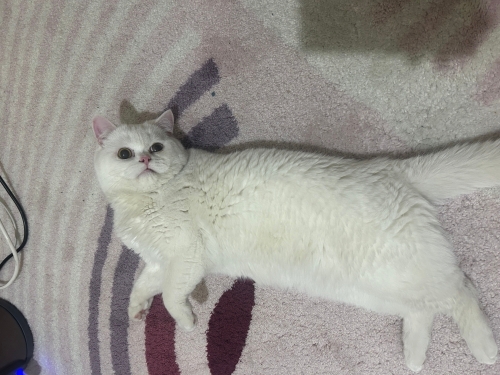 Buluta yuva aranıyor fotoğraf
