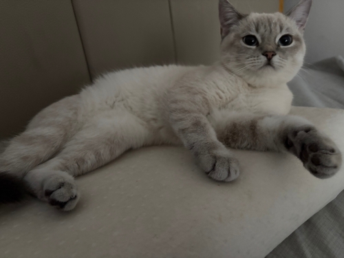 Dişi kedi scotis beyaz maviş gözlü fotoğraf