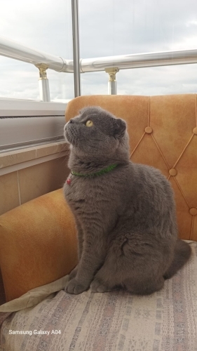 ADI GİBİ ASİL KEDİMİZE YUVA İLANI fotoğraf