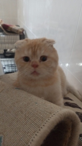 Ücretsiz Sahiplendirme fotoğraf