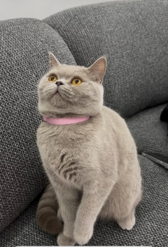 British Shorthair Dişi Kediye Ömürlük Yuva Aranıyor fotoğraf